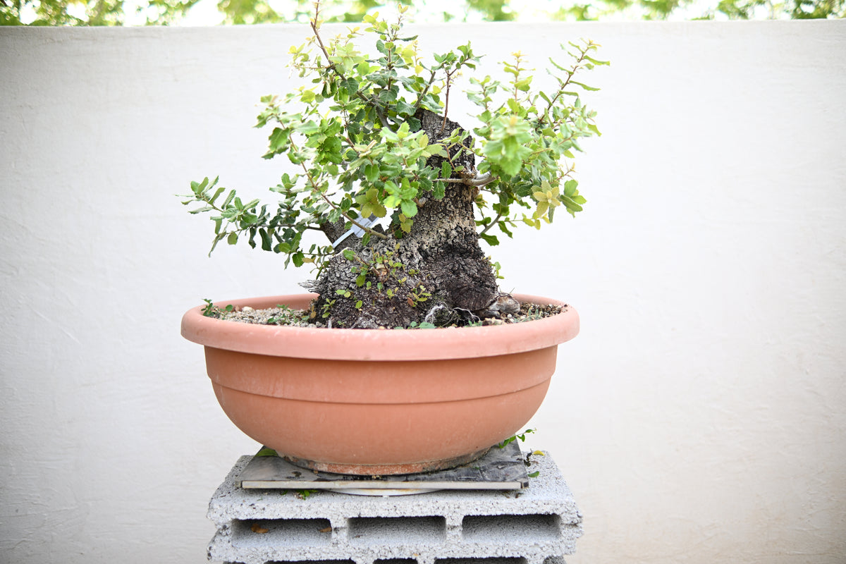 Quercus ILEX - Leccio