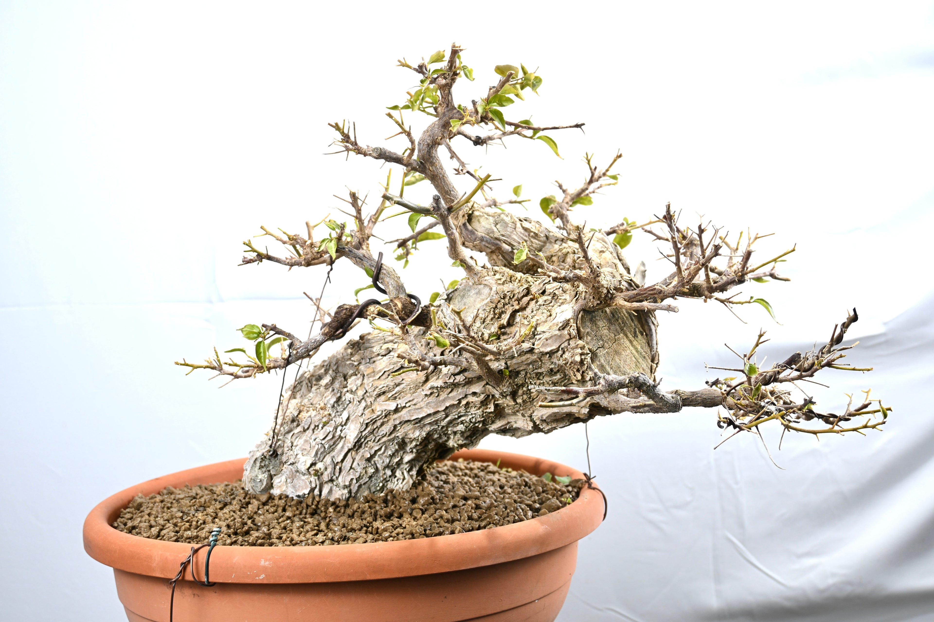 Bouganville Sanderiana