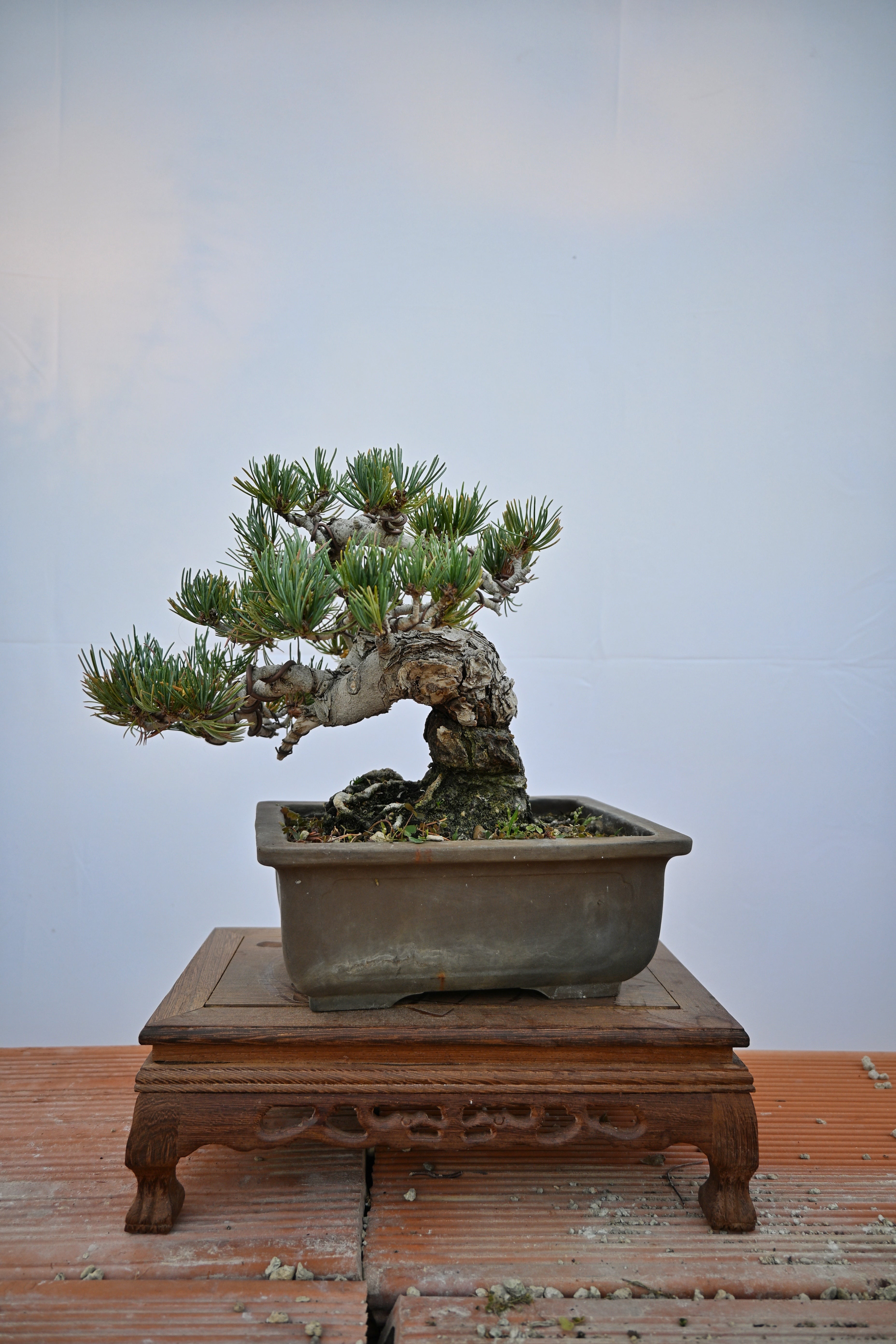 Pinus Pentaphylla