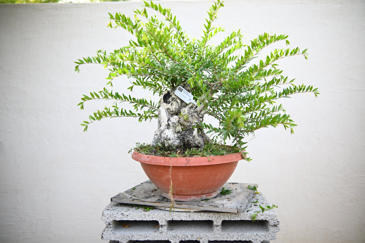 Myrtus Communis - Mirto