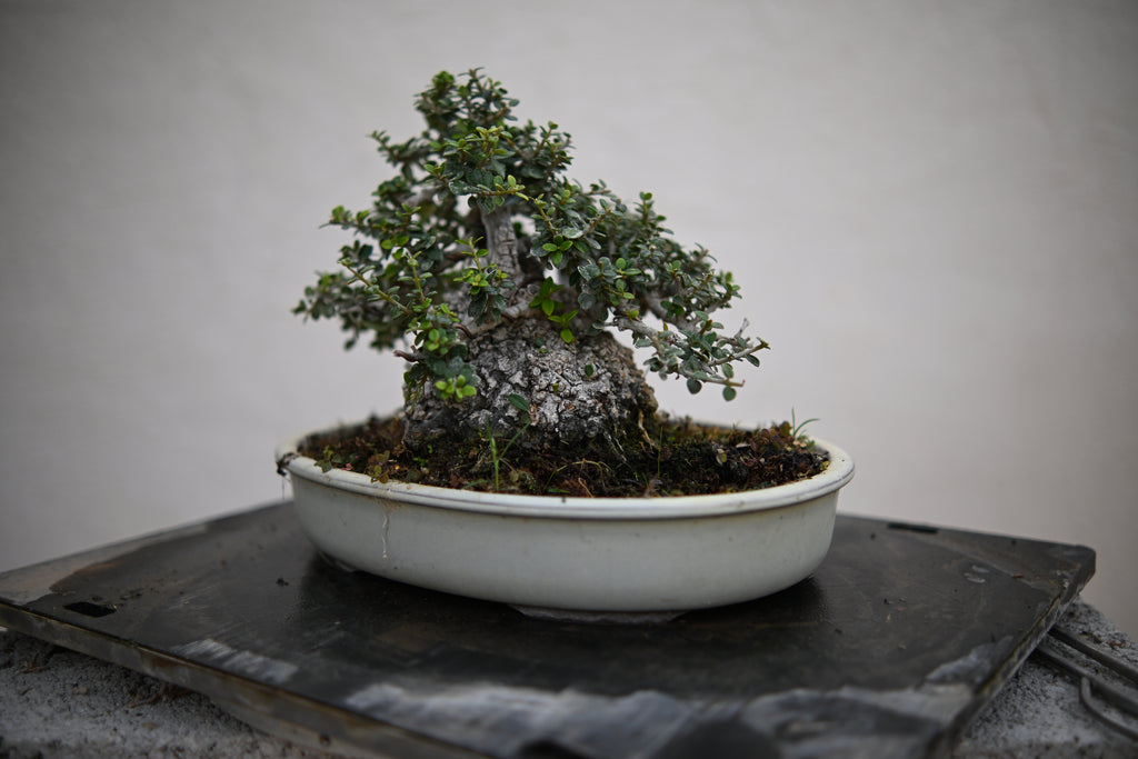 Olea Sylvestris - Olivastro Shohin