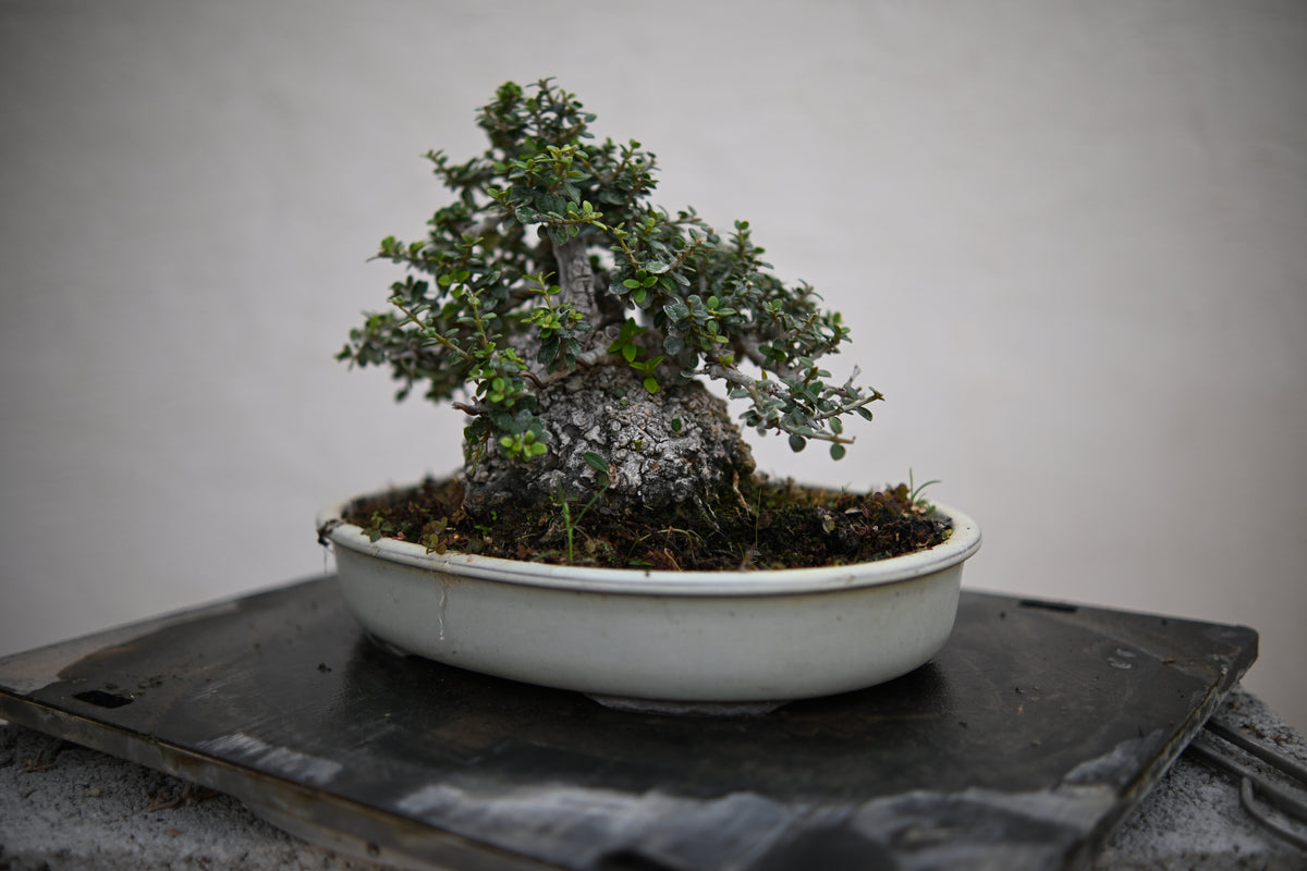 Olea Sylvestris - Olivastro Shohin