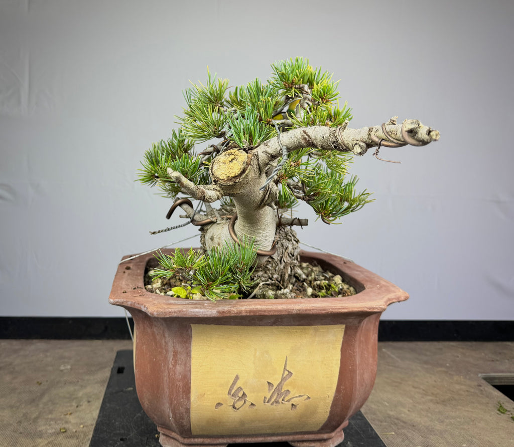 Pinus Pentaphylla - Pino bianco Giapponese