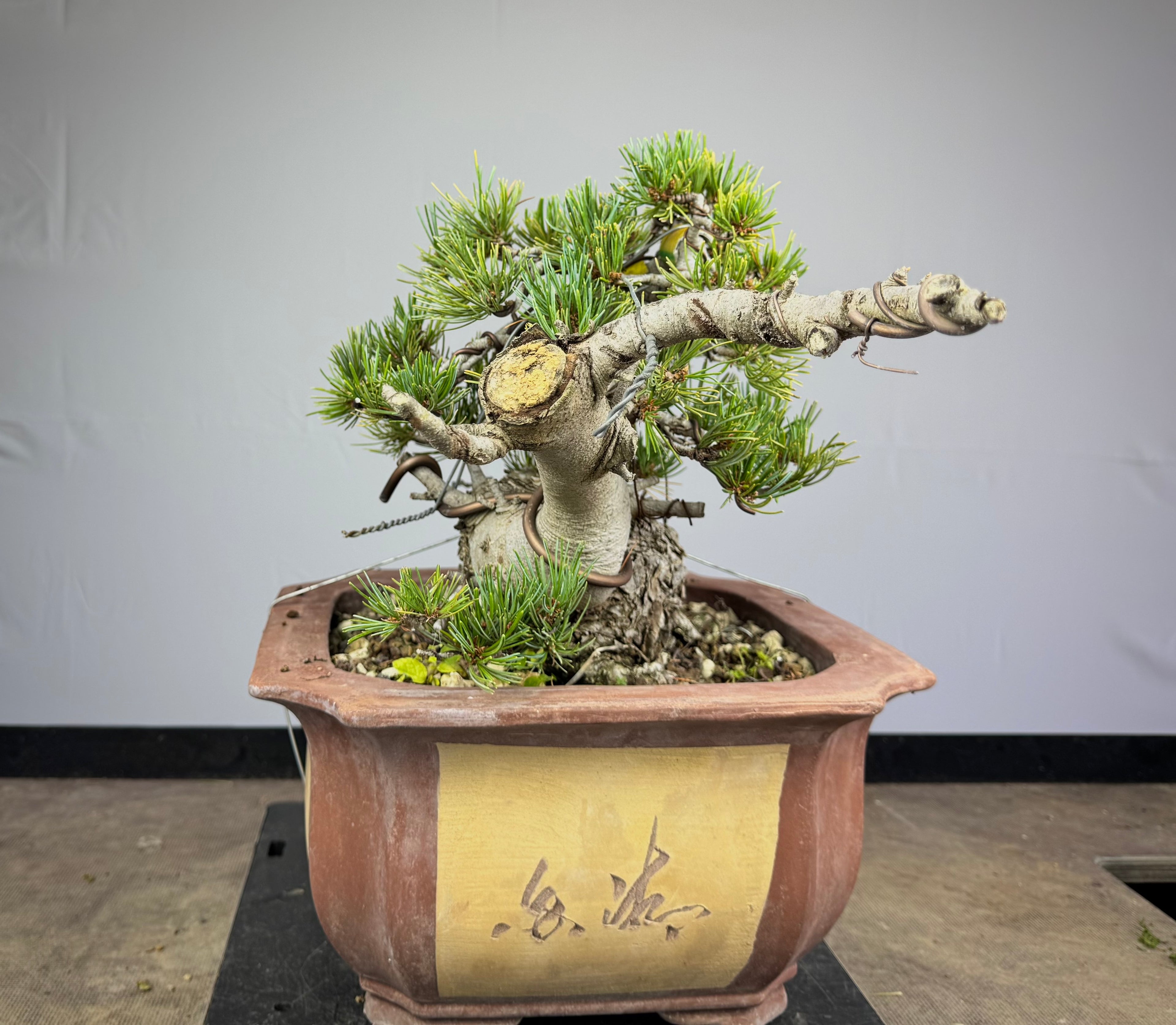 Pinus Pentaphylla - Pino bianco Giapponese