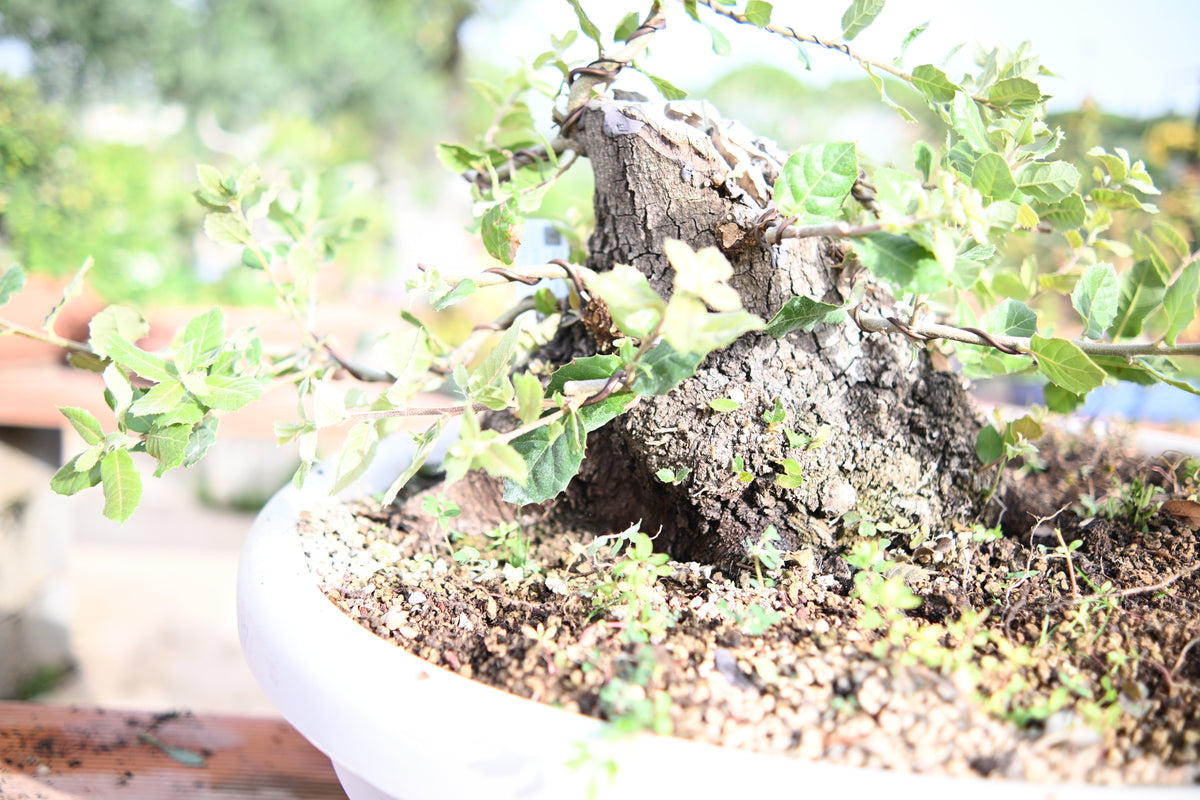QUERCUS ILEX - Leccio