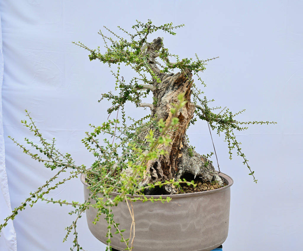 Olea Oleaster / Olivastro Yamadori