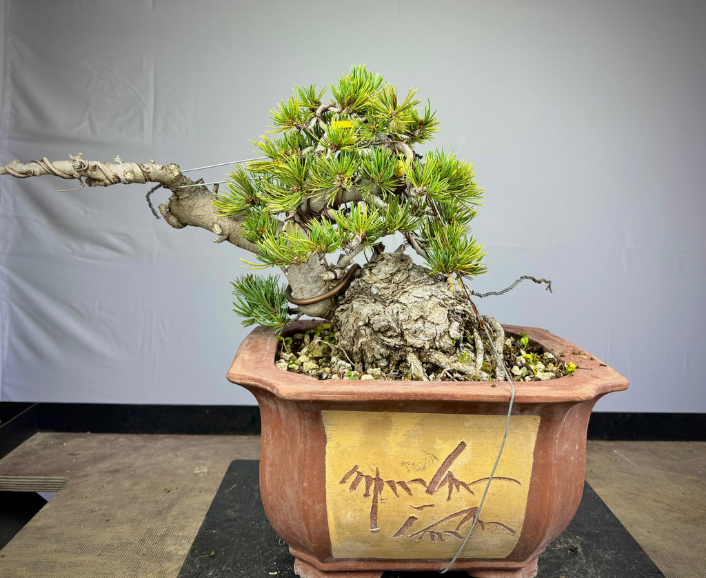 Pinus Pentaphylla - Pino bianco Giapponese