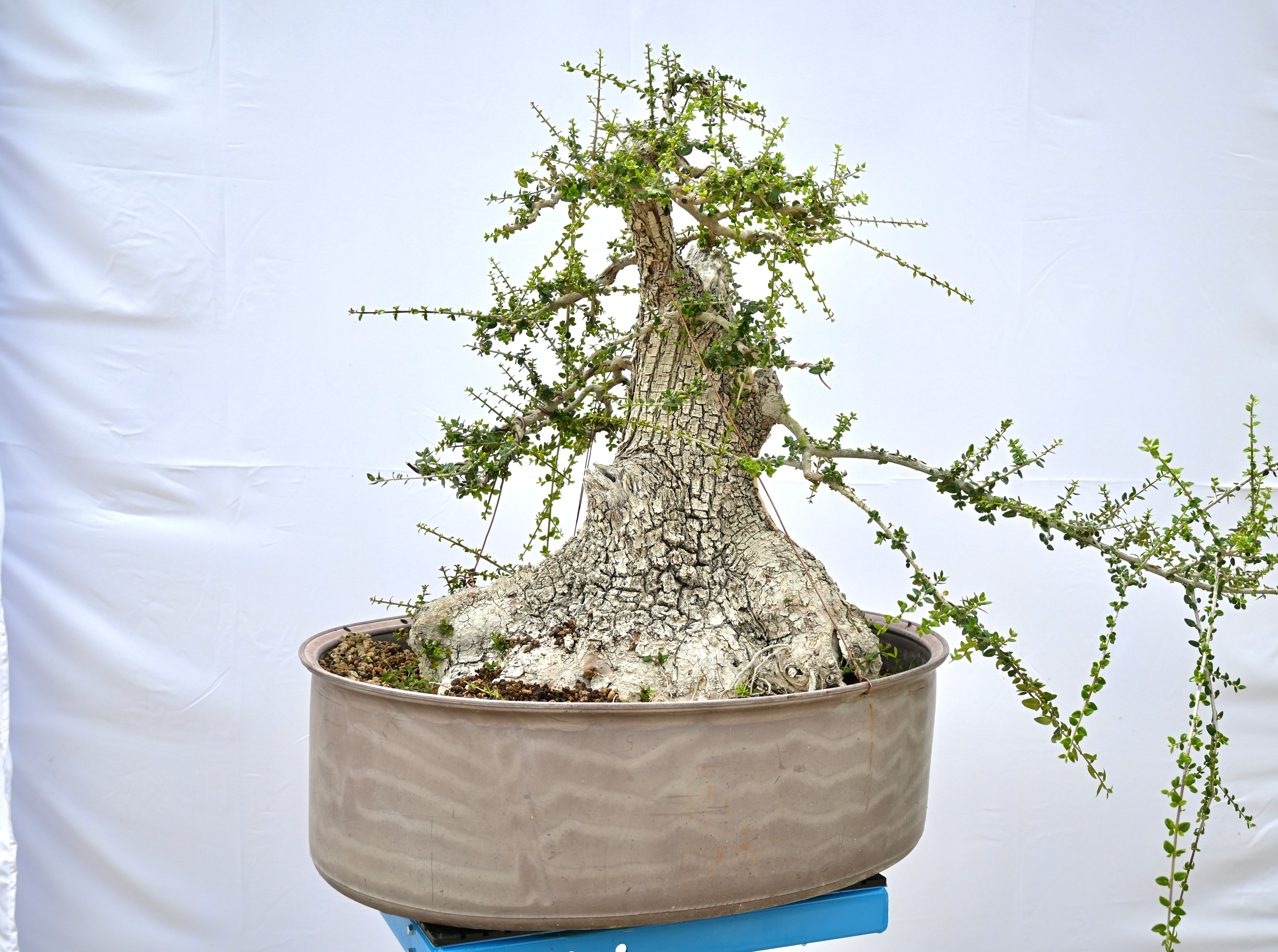 Olea Oleaster / Olivastro Yamadori