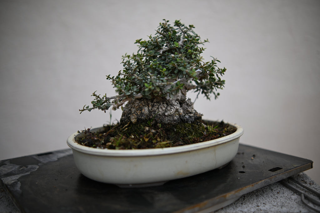 Olea Sylvestris - Olivastro Shohin