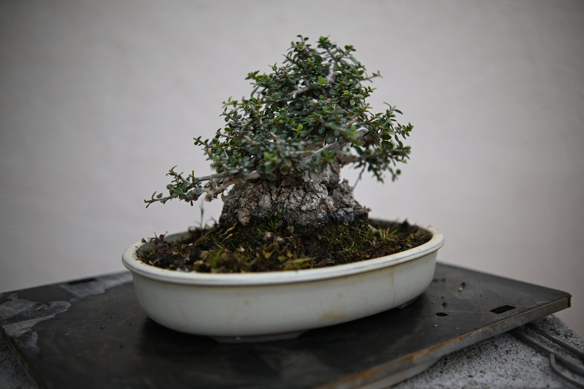 Olea Sylvestris - Olivastro Shohin