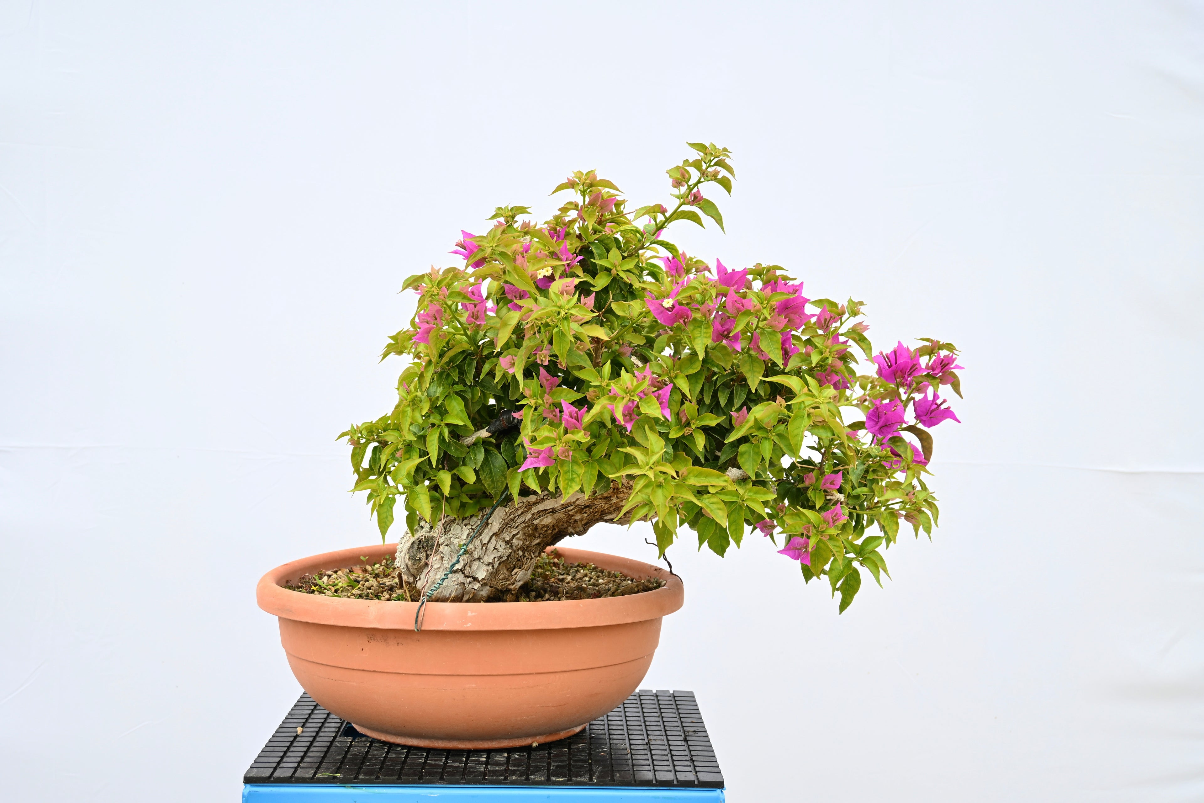 Bouganville Sanderiana