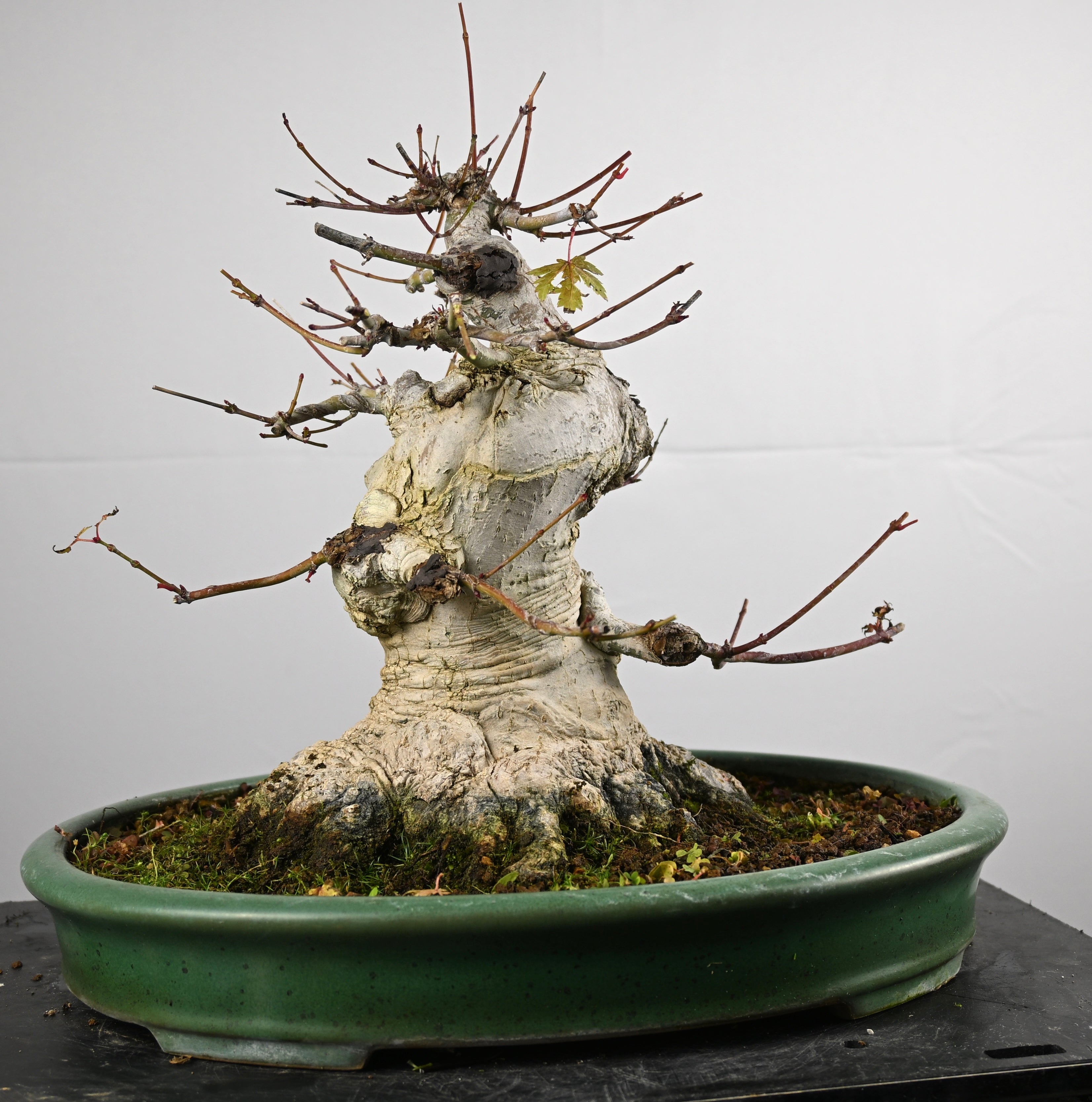 Acer Palmatum Yamamomiji