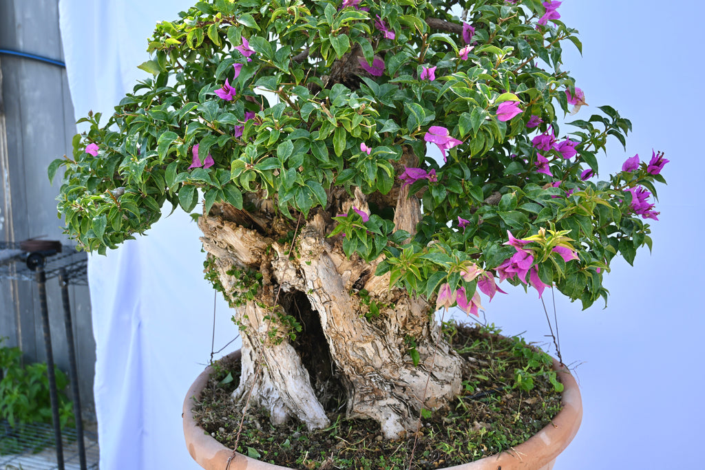 Bonsai di Bouganville