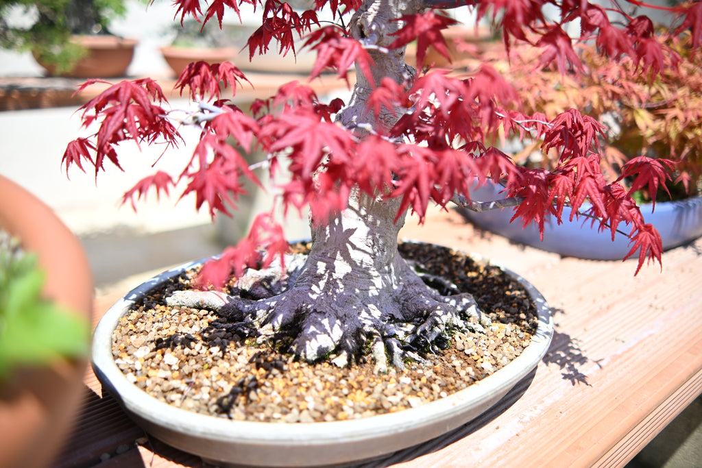 Acer Palmatum - Momiji Deshojo