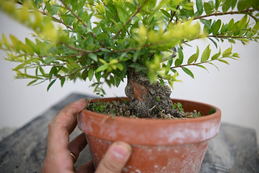 Mirto Shohin