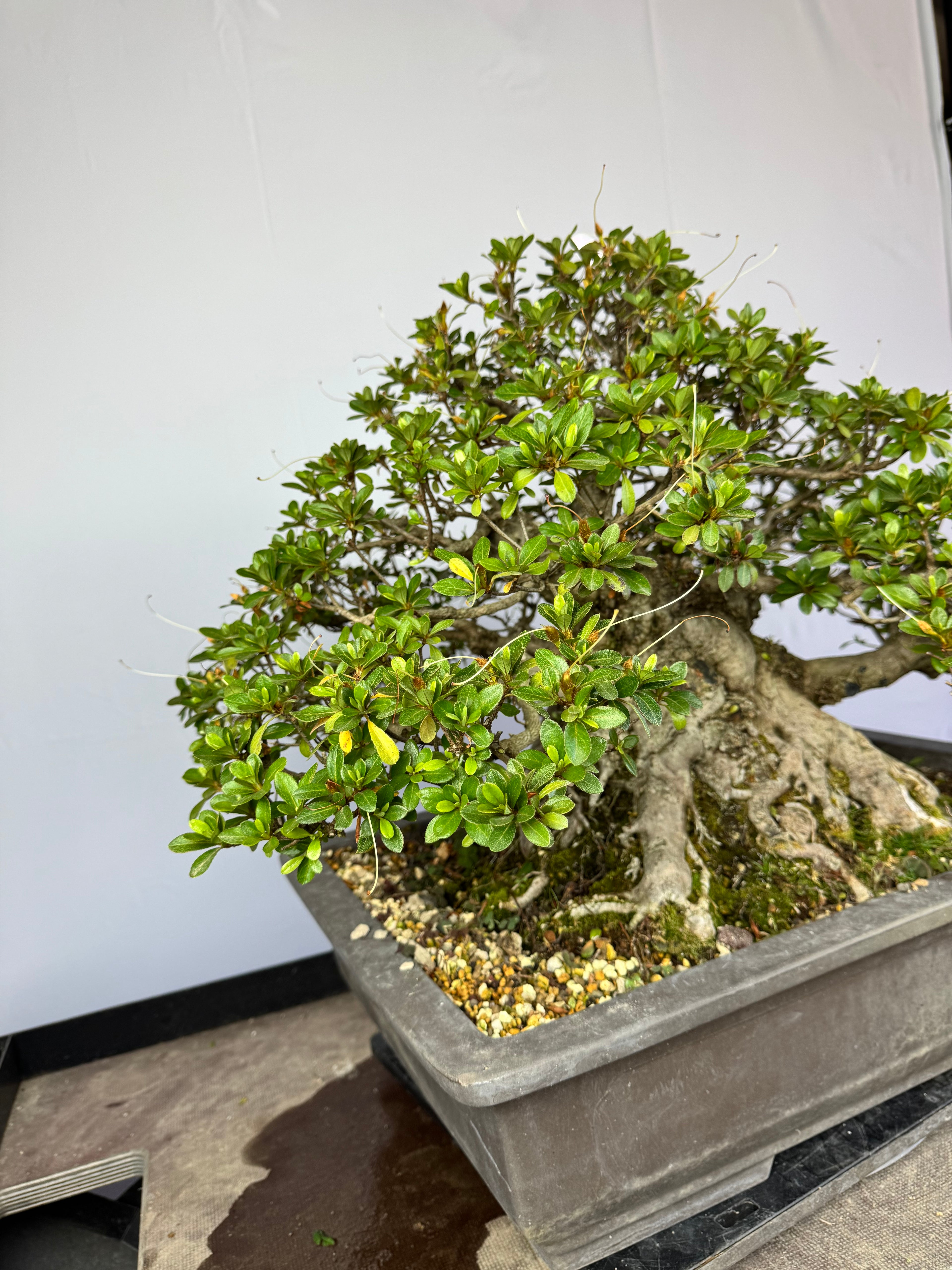 Azalea Gyoten - Rhododendron