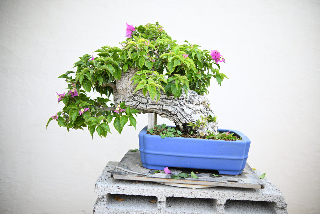 Bouganville Sanderiana