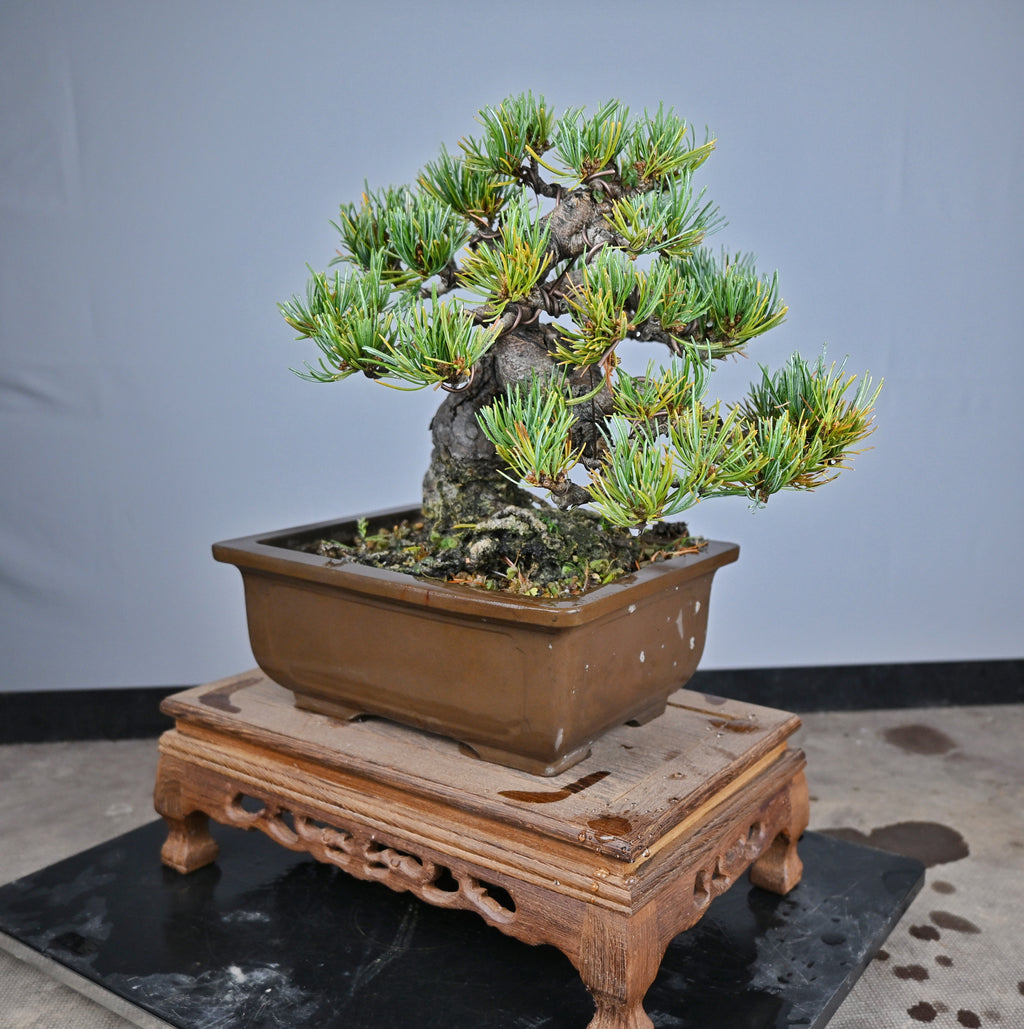 Pinus Pentaphylla