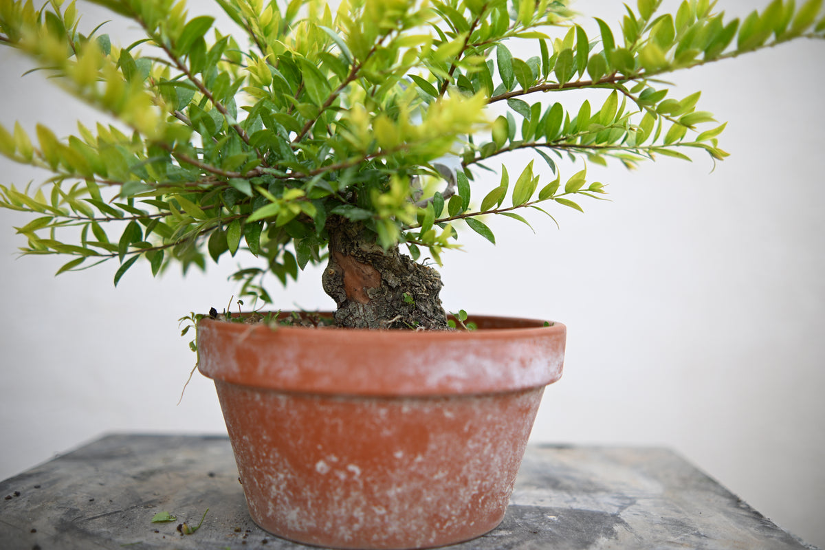 Mirto Shohin