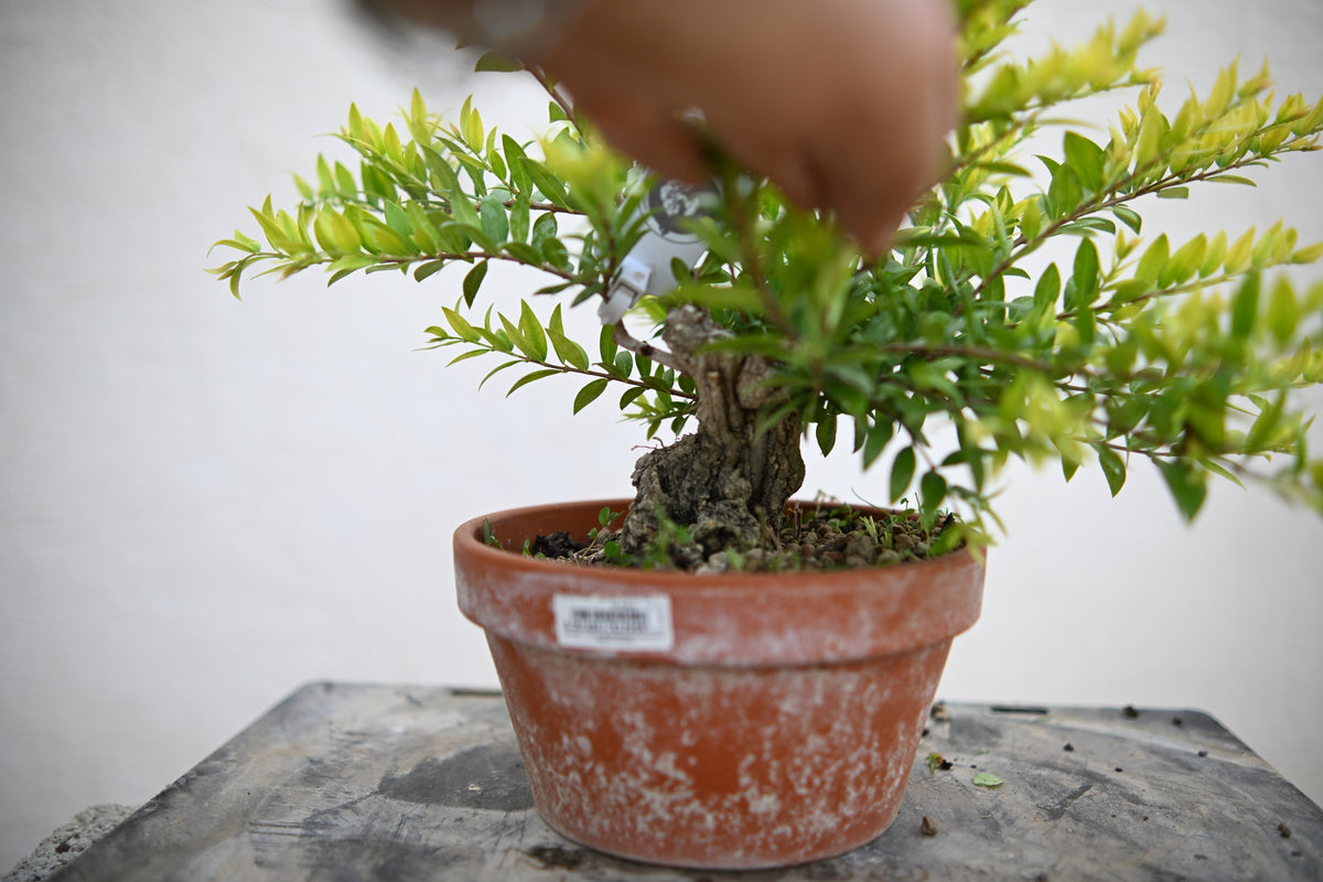 Mirto Shohin