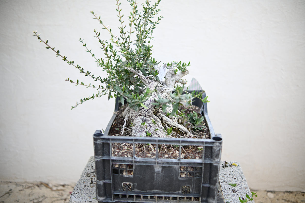 Olea Sylvestris - Olivastro