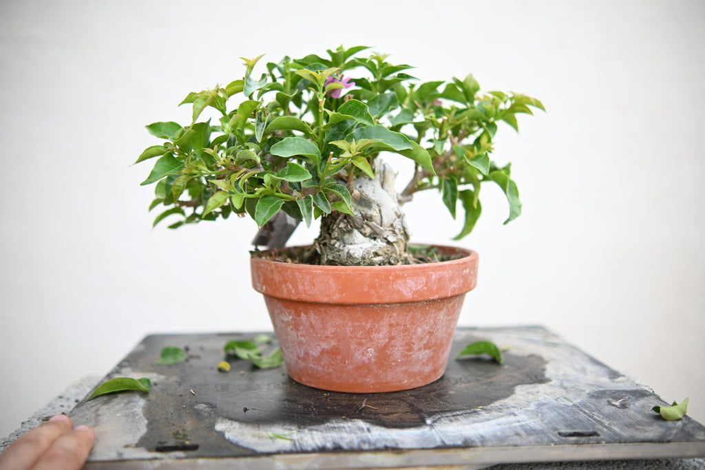 Bouganville Sanderiana Shohin