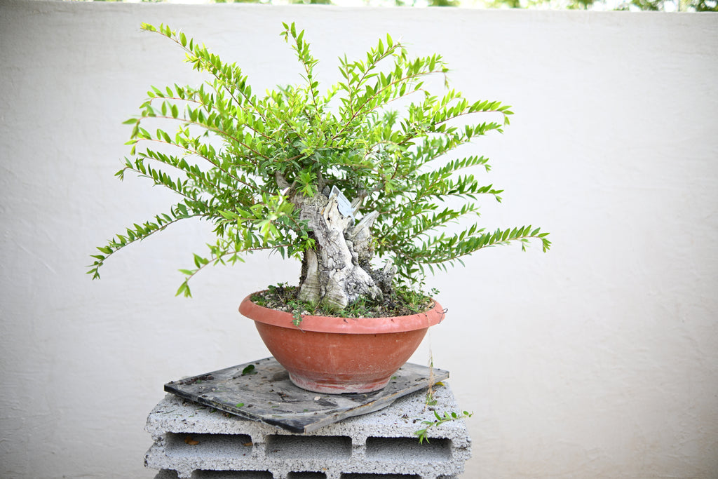 Myrtus Communis - Mirto