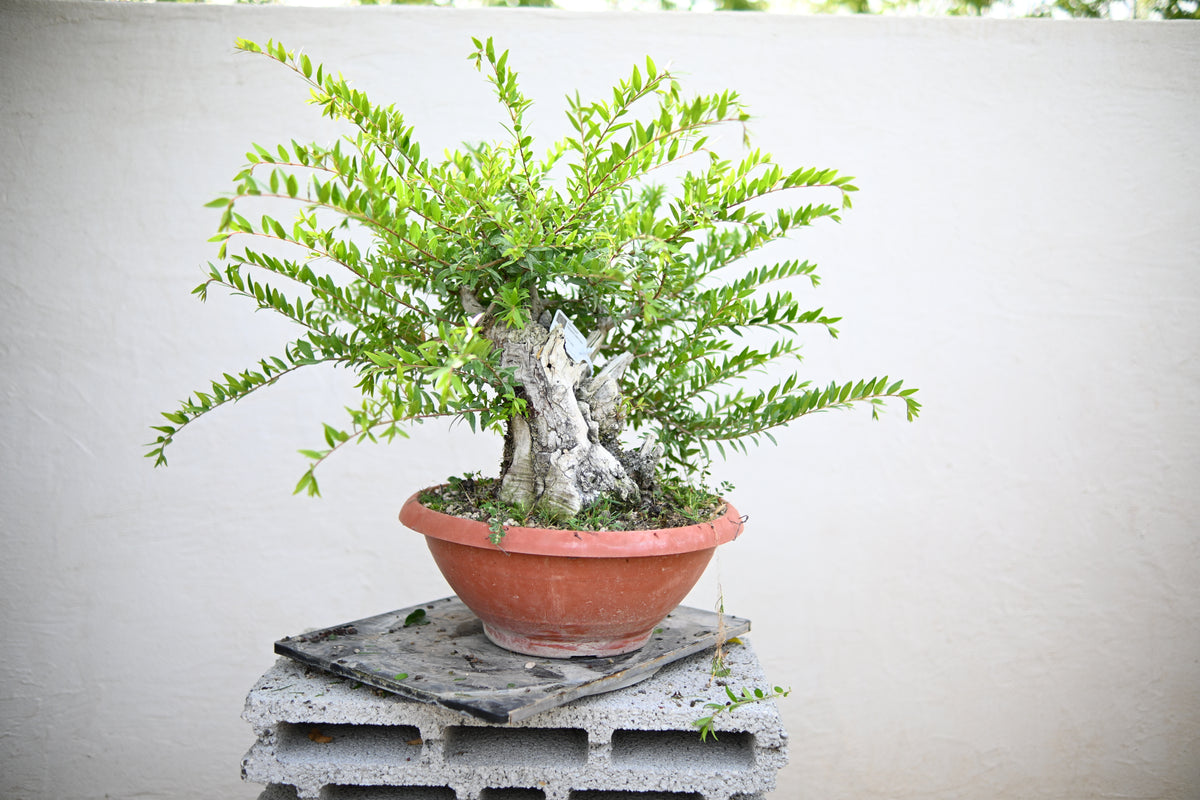 Myrtus Communis - Mirto