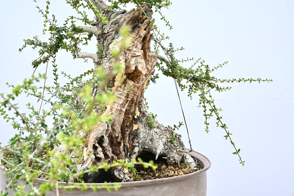 Olea Oleaster / Olivastro Yamadori