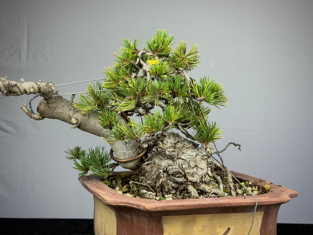 Pinus Pentaphylla - Pino bianco Giapponese