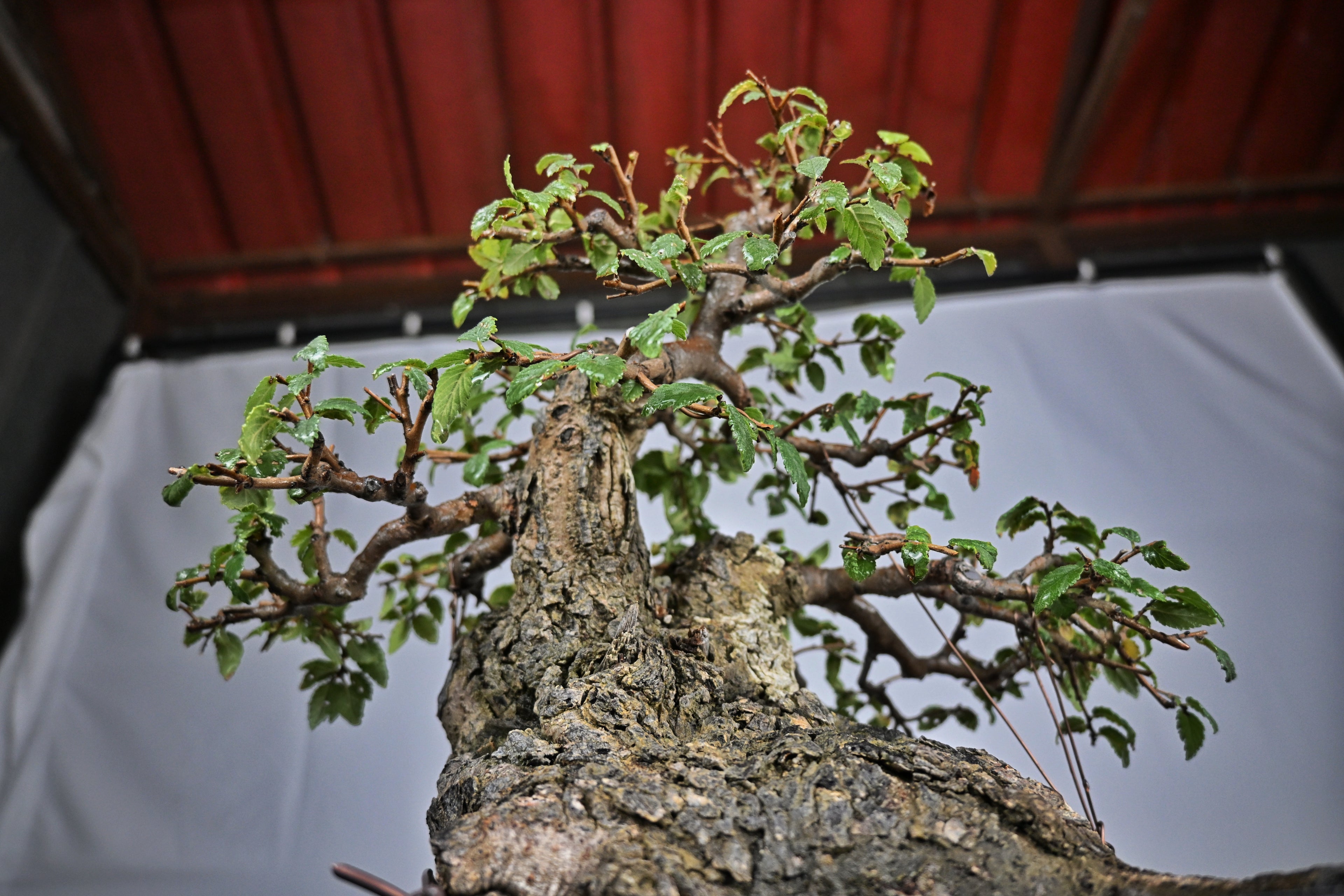 Bonsai Di Olmo - Ulmus Minor