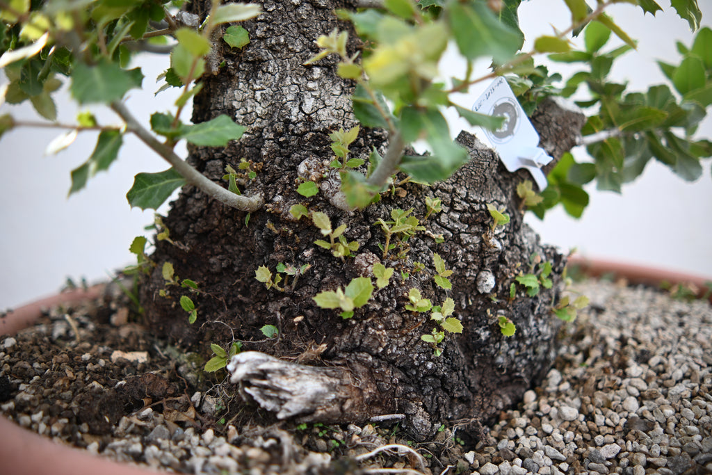 Quercus ILEX - Leccio