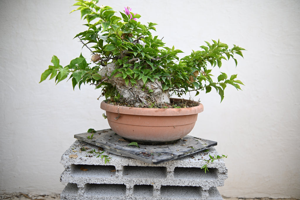 Bouganville Sanderiana