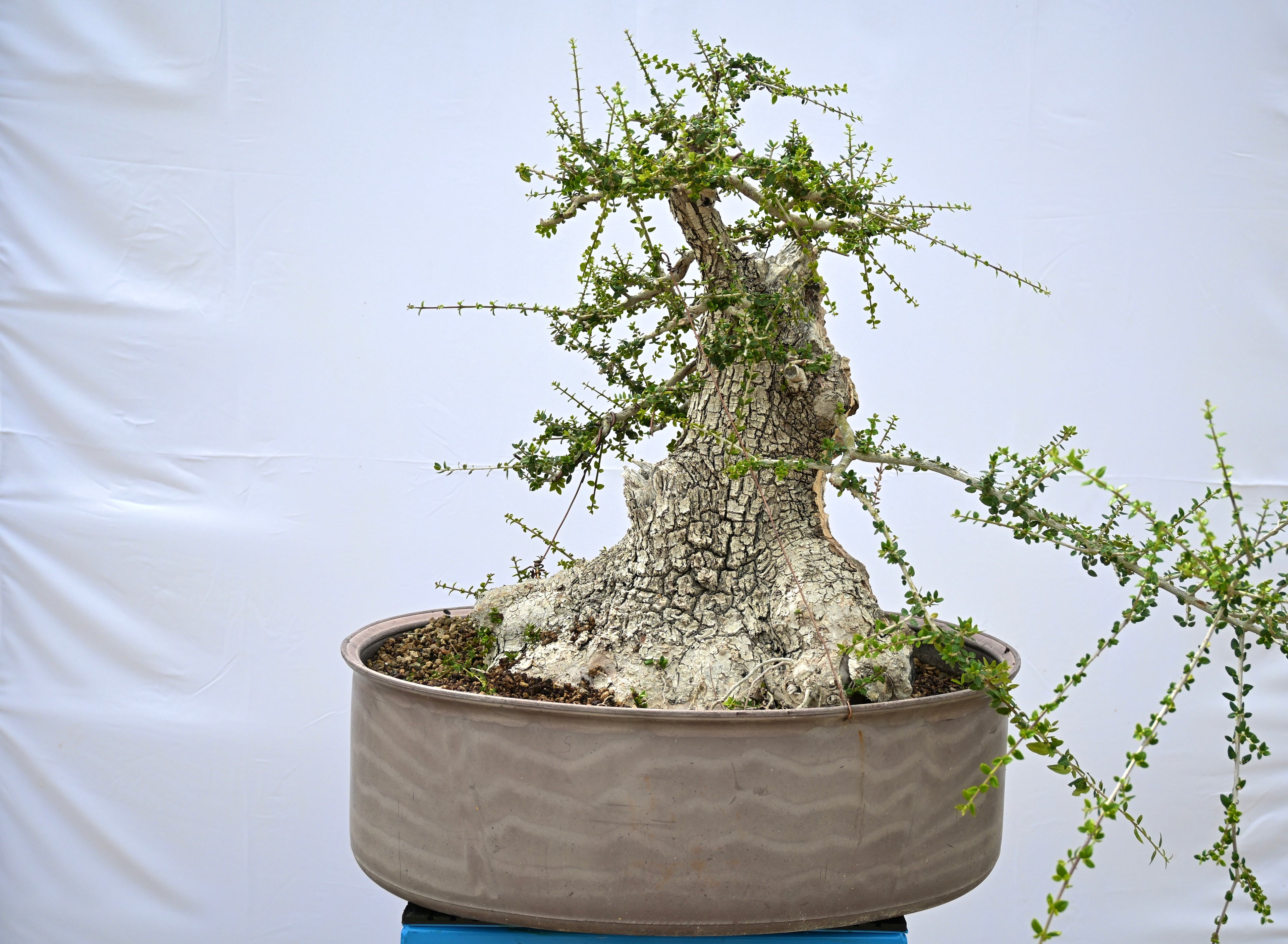 Olea Oleaster / Olivastro Yamadori