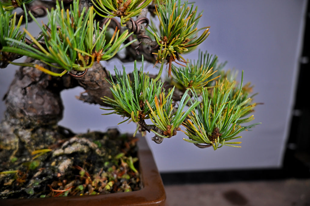 Pinus Pentaphylla