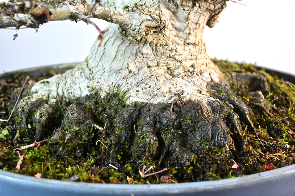 Acer Palmatum Yamamomiji