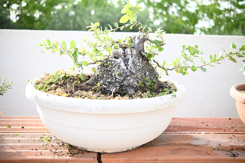 QUERCUS ILEX - Leccio
