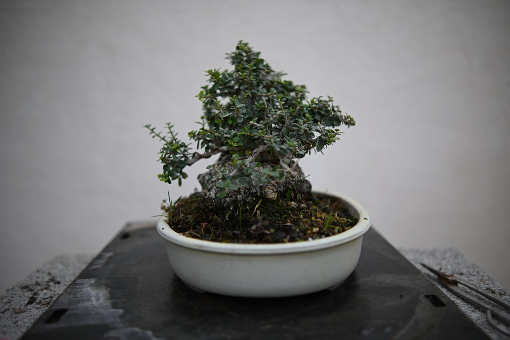Olea Sylvestris - Olivastro Shohin