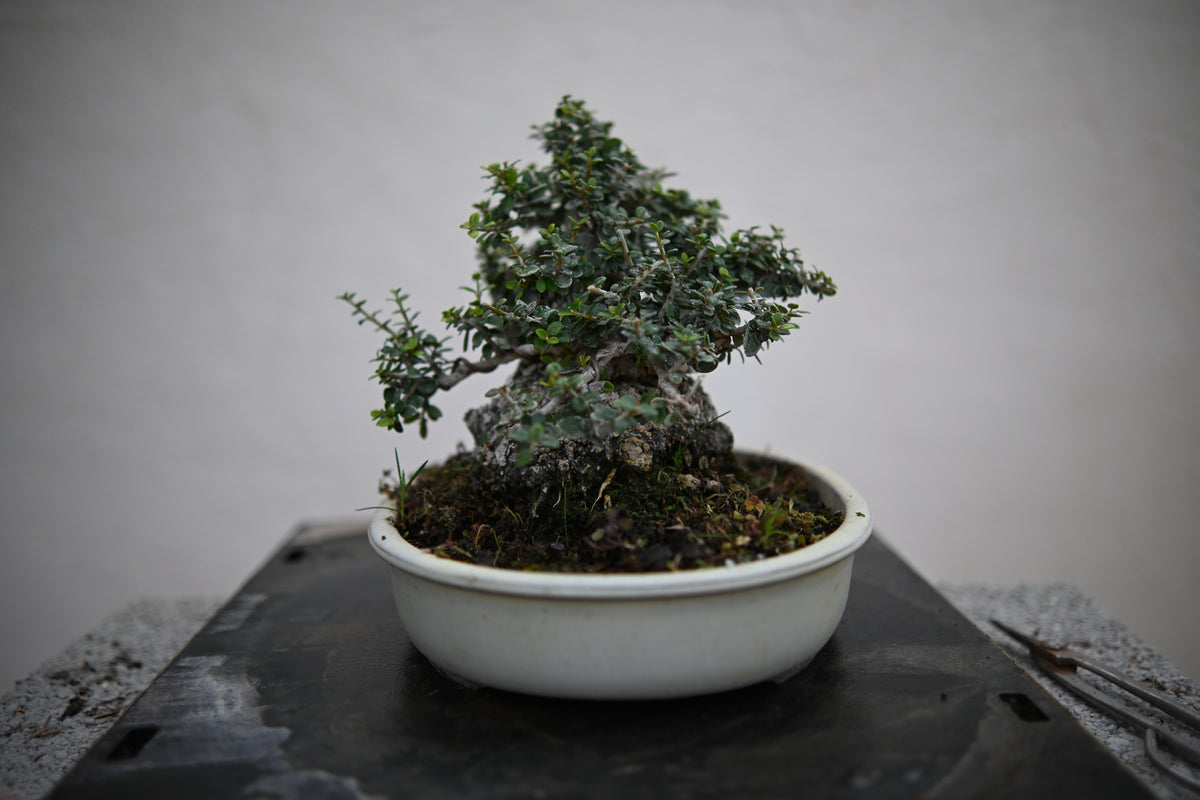 Olea Sylvestris - Olivastro Shohin