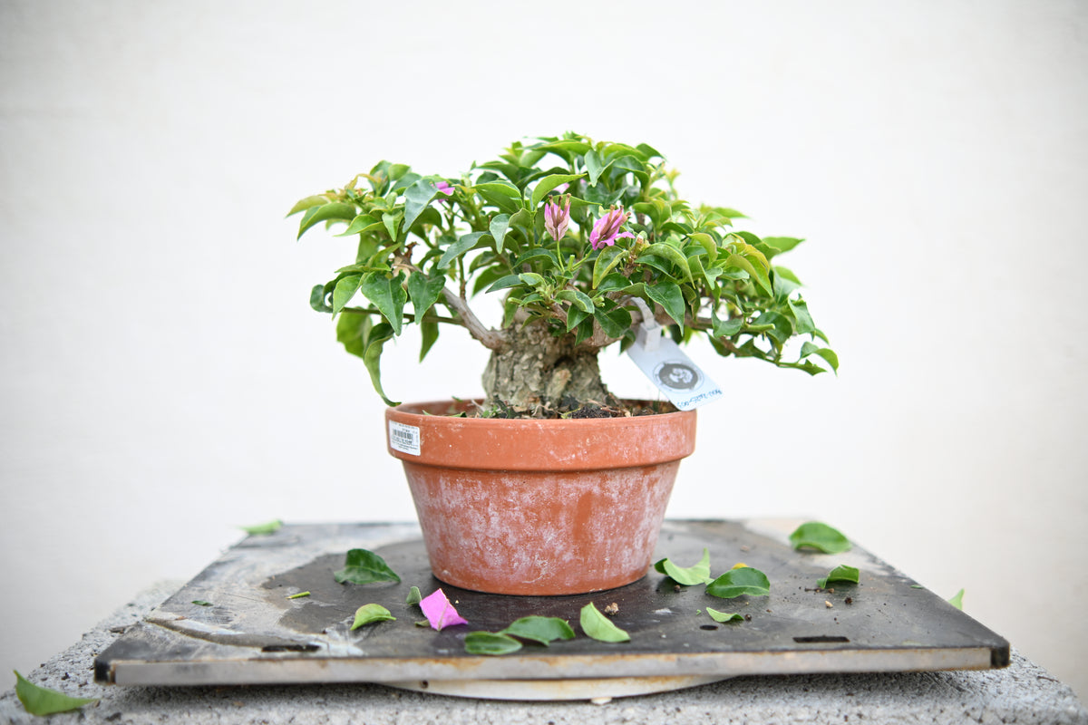 Bouganville Sanderiana Shohin