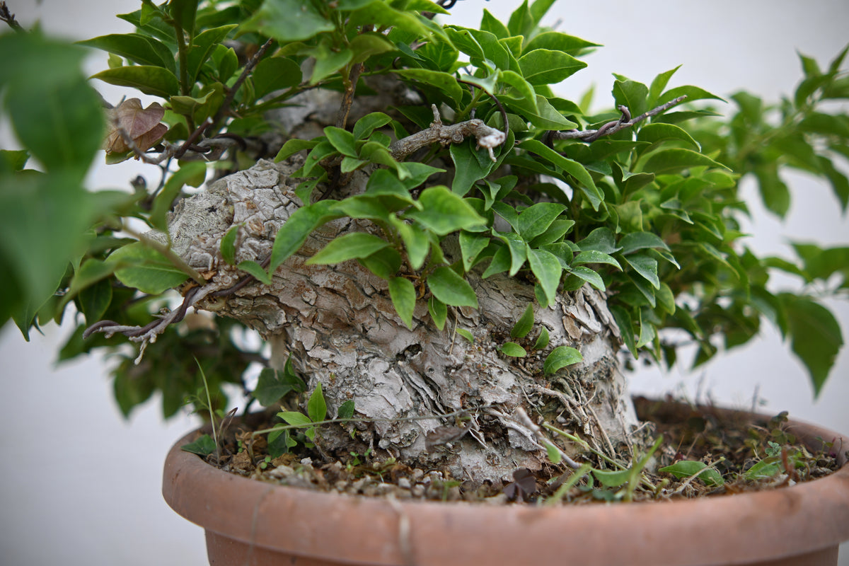 Bouganville Sanderiana