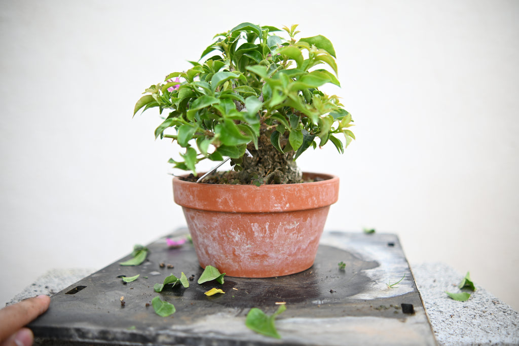 Bouganville Sanderiana Shohin