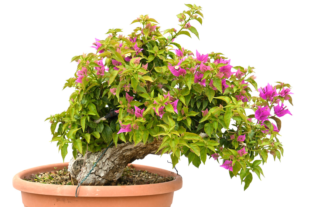 Bouganville Sanderiana