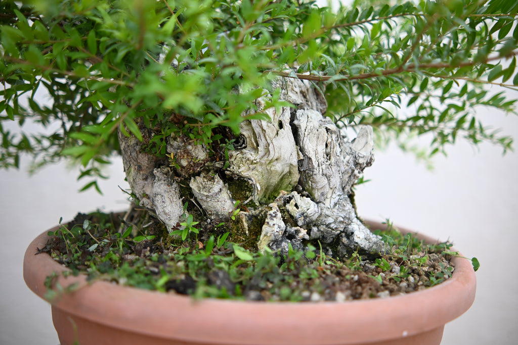Myrtus Communis - Mirto