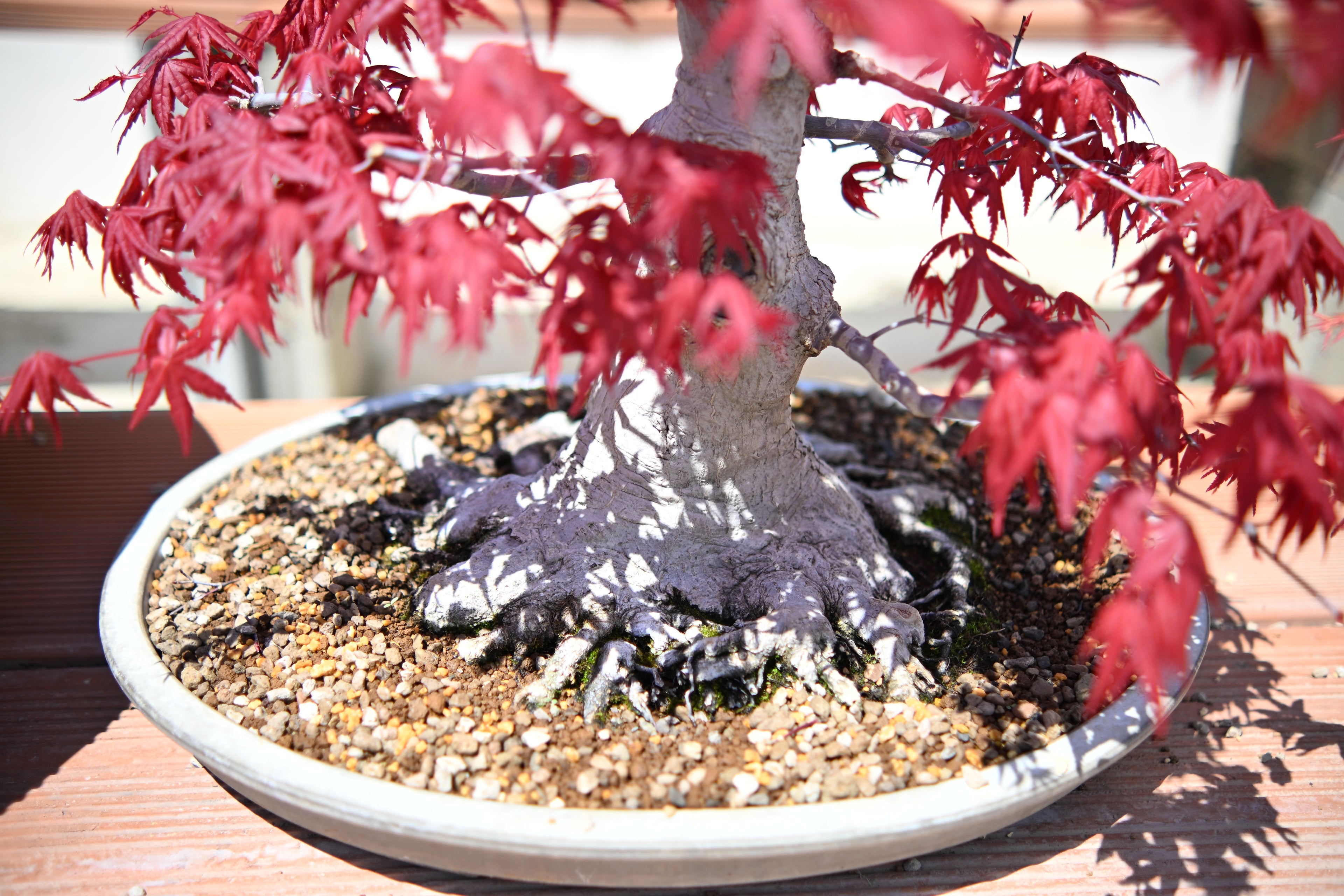 Acer Palmatum - Momiji Deshojo