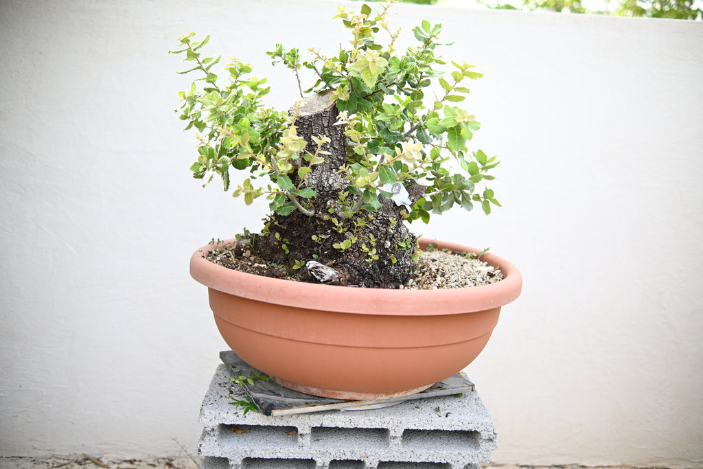 Quercus ILEX - Leccio