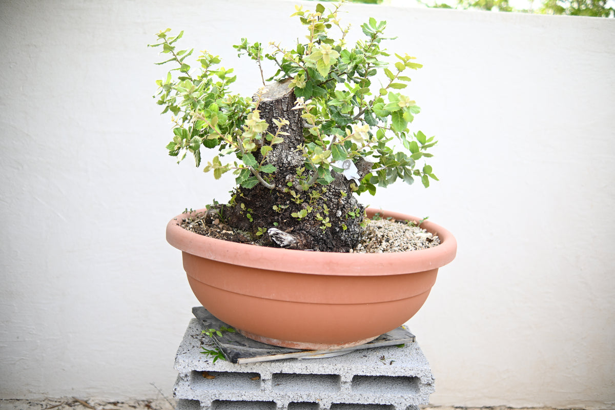 Quercus ILEX - Leccio