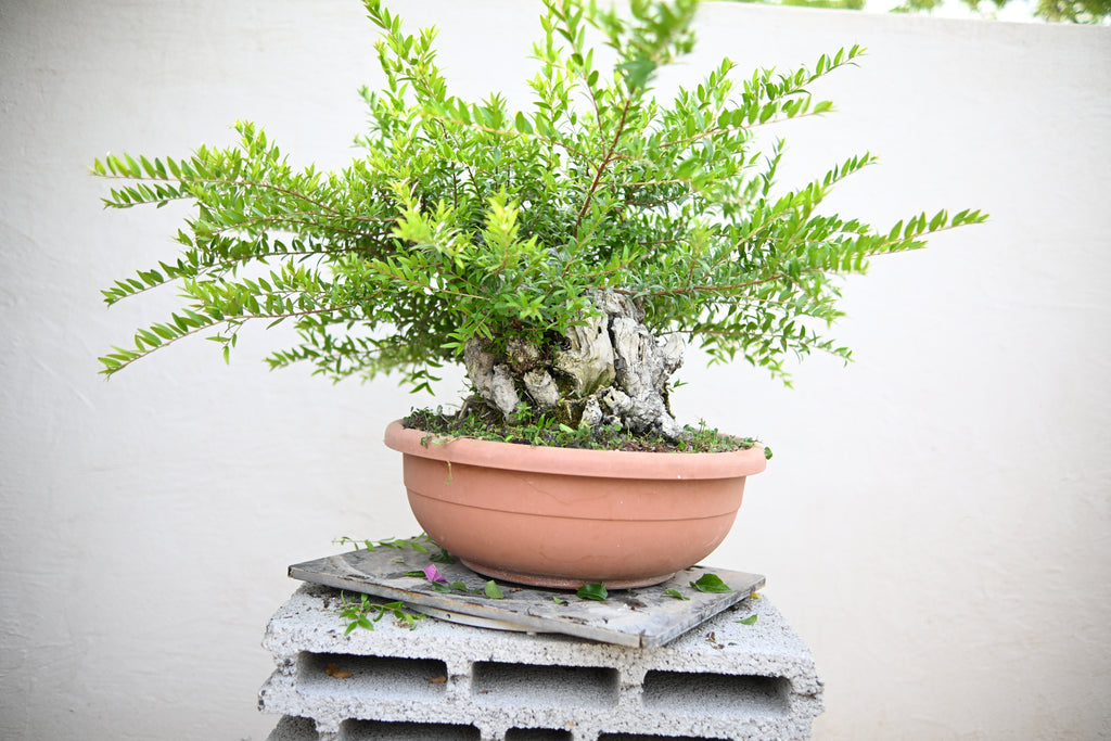 Myrtus Communis - Mirto