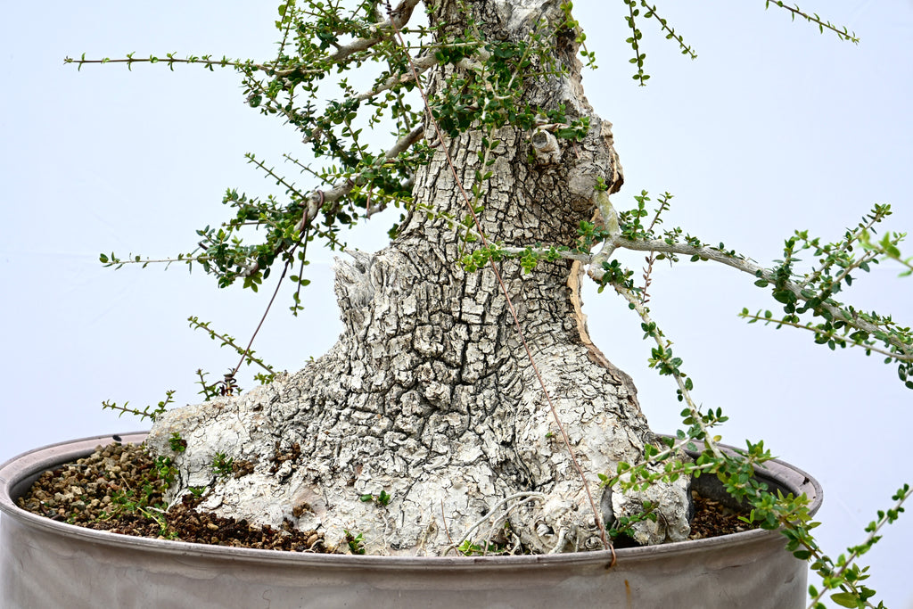 Olea Oleaster / Olivastro Yamadori