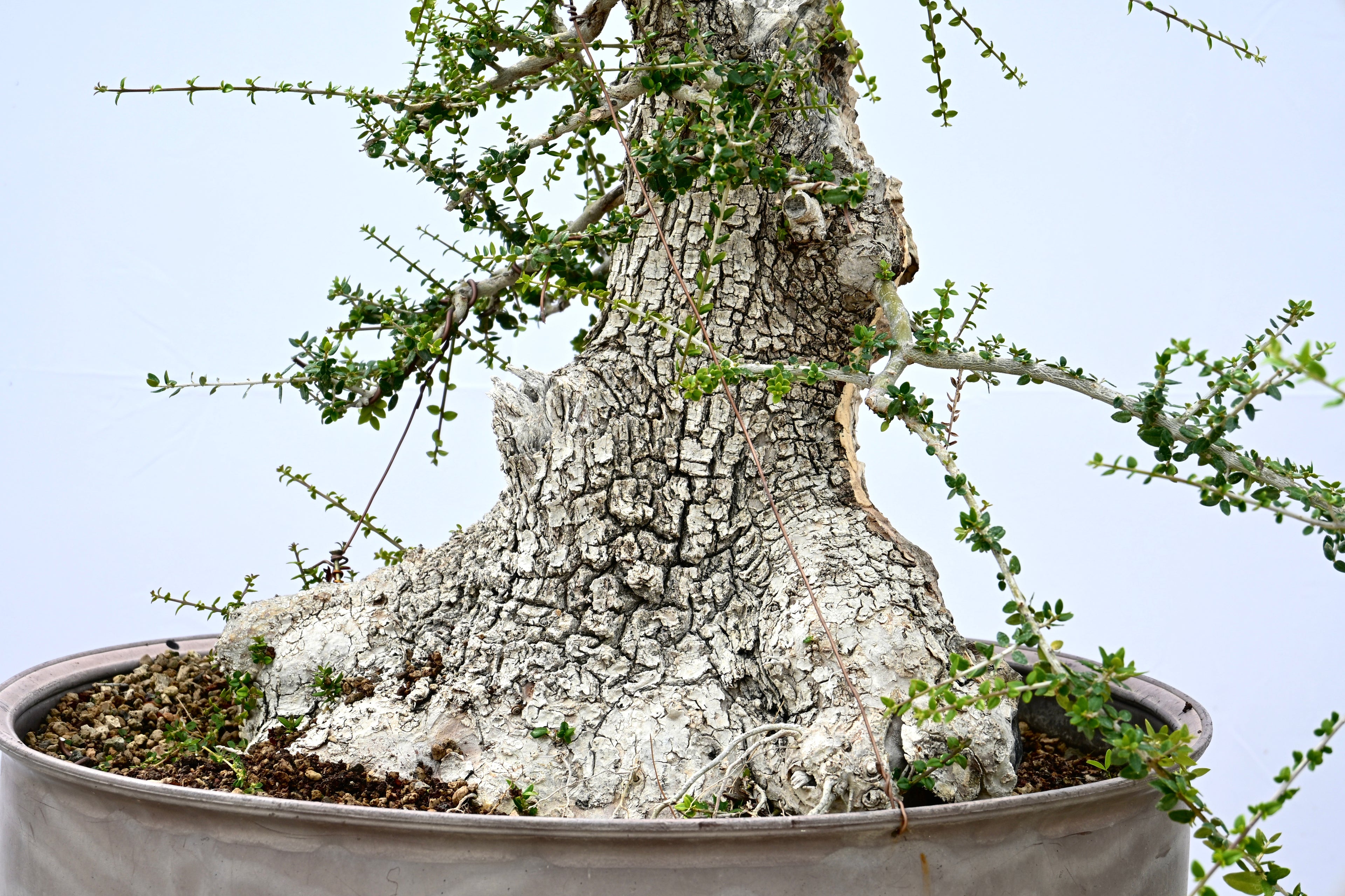 Olea Oleaster / Olivastro Yamadori